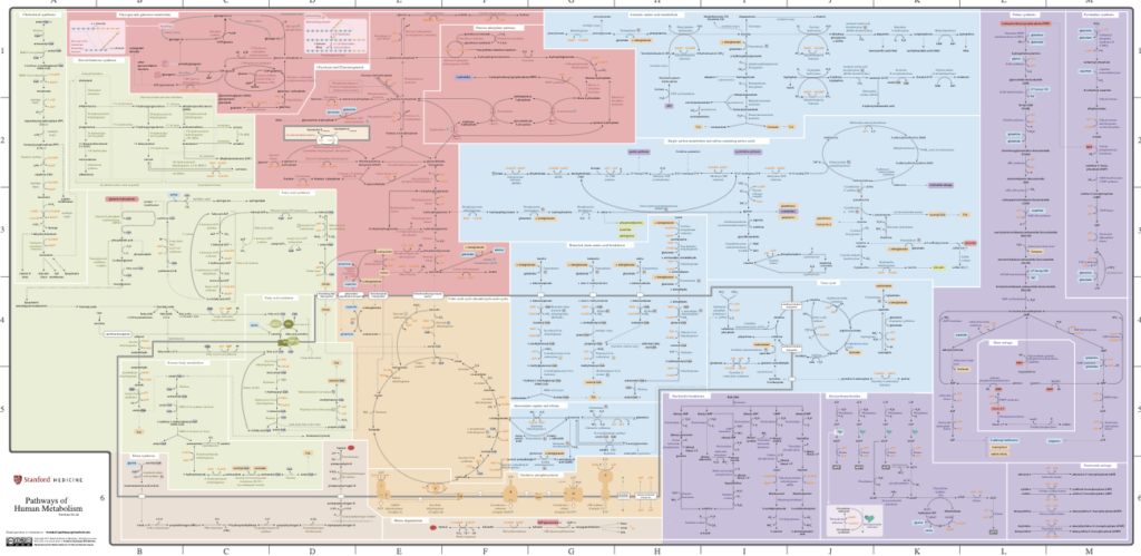 very complicated diagram of pathways of human metabolism